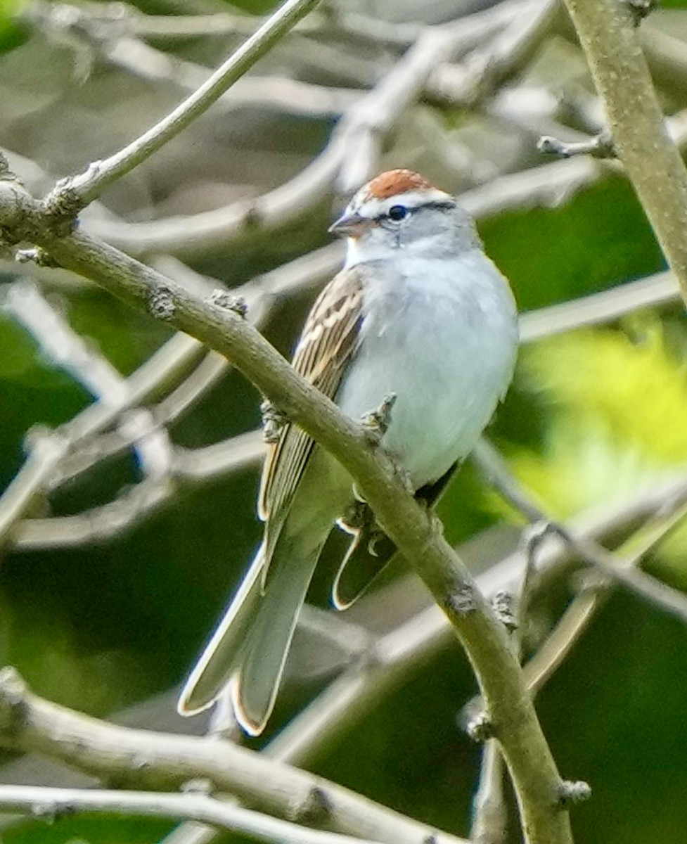 Chipping Sparrow - ML617118936