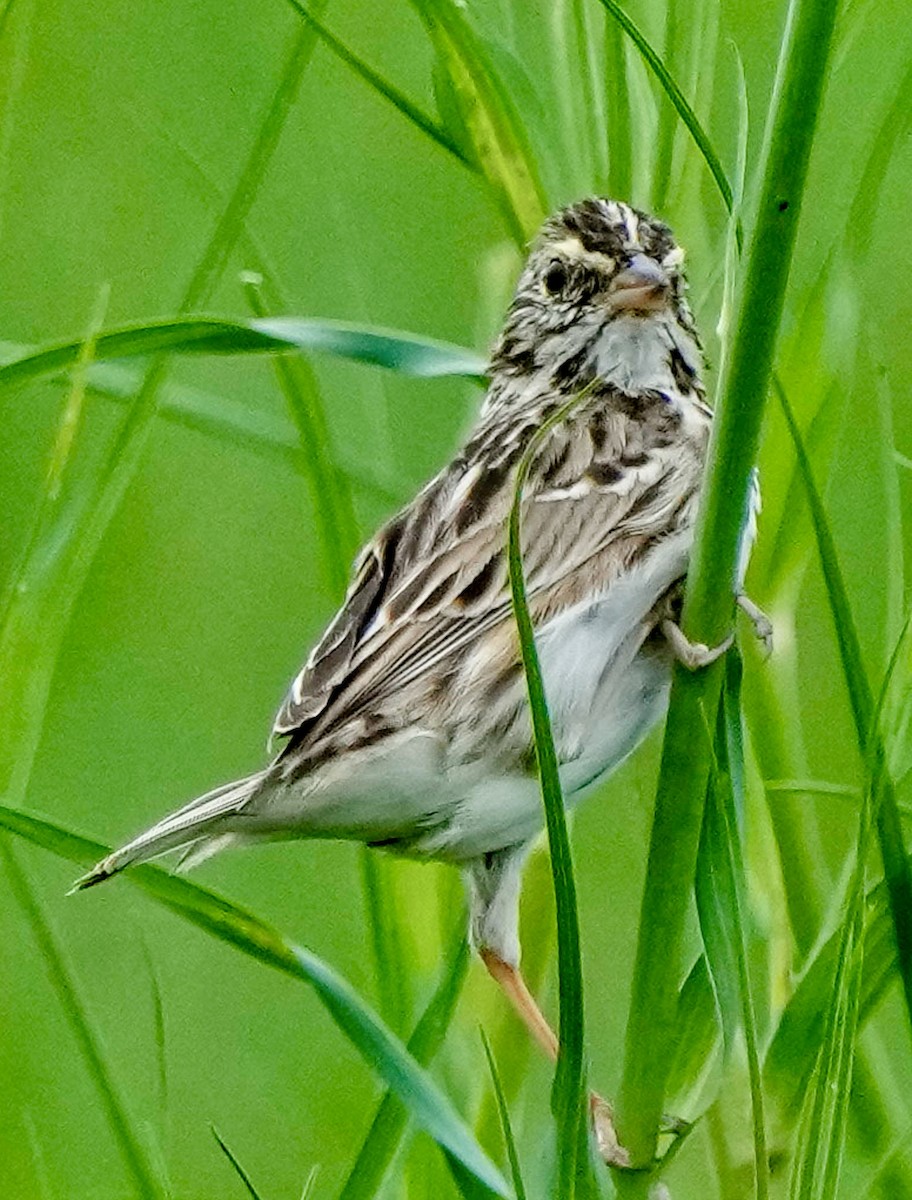 Savannah Sparrow - ML617118948