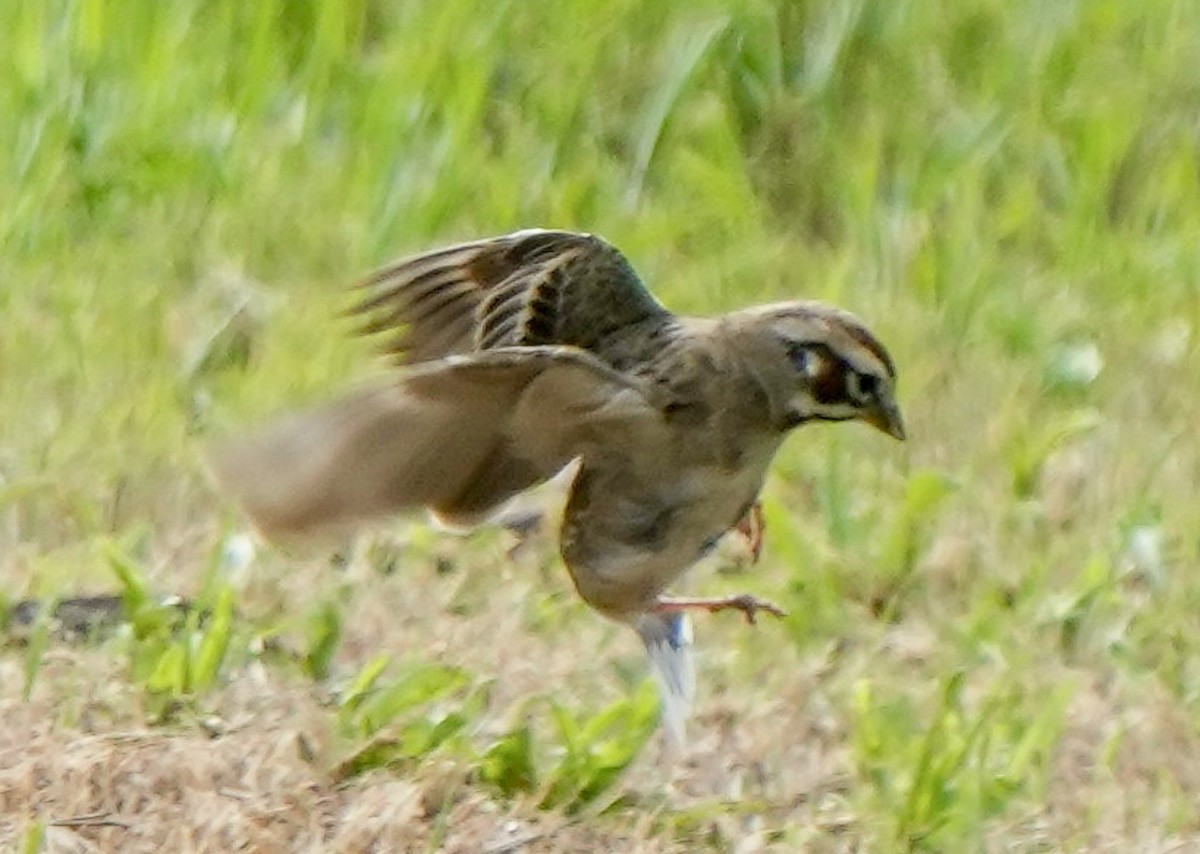 Lark Sparrow - Suzy Lee