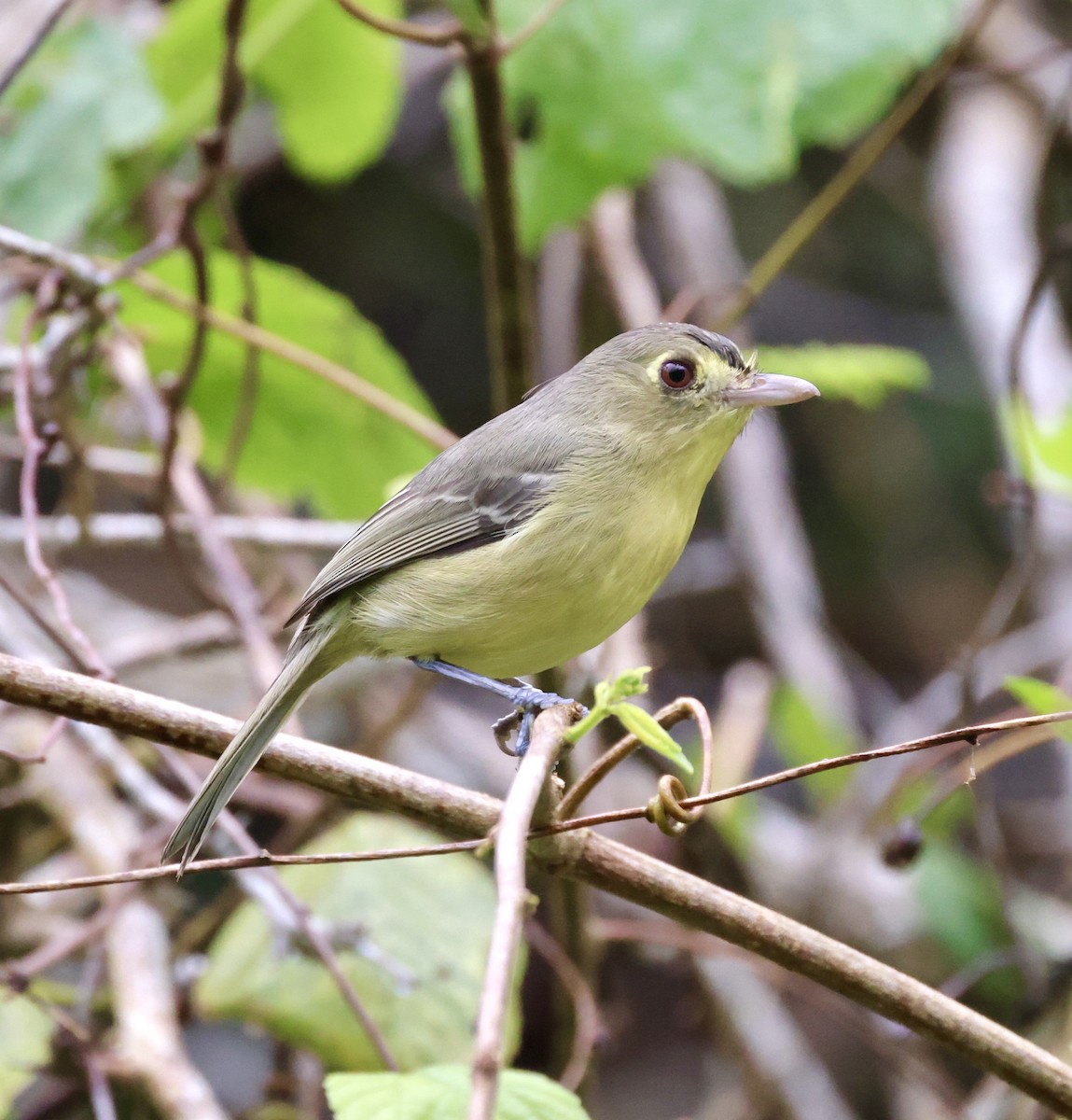 Cuban Vireo - ML617118958