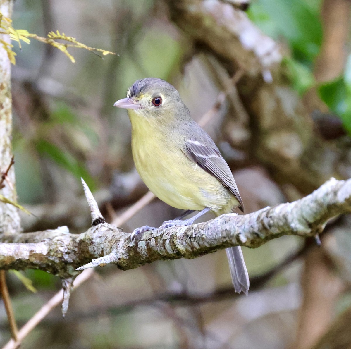 Cuban Vireo - Cheryl Rosenfeld