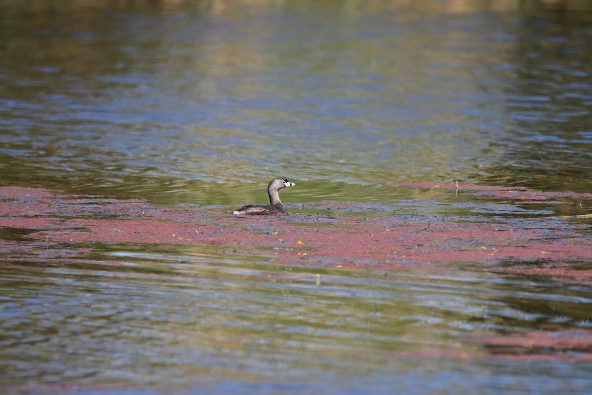 Pied-billed Grebe - ML617119002