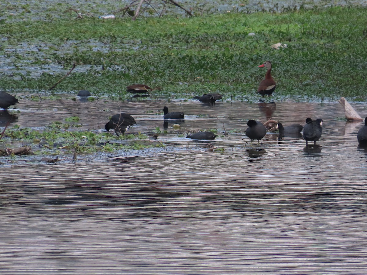 American Coot - ML617119003