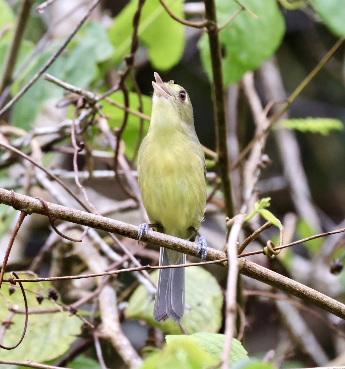 Cuban Vireo - Cheryl Rosenfeld