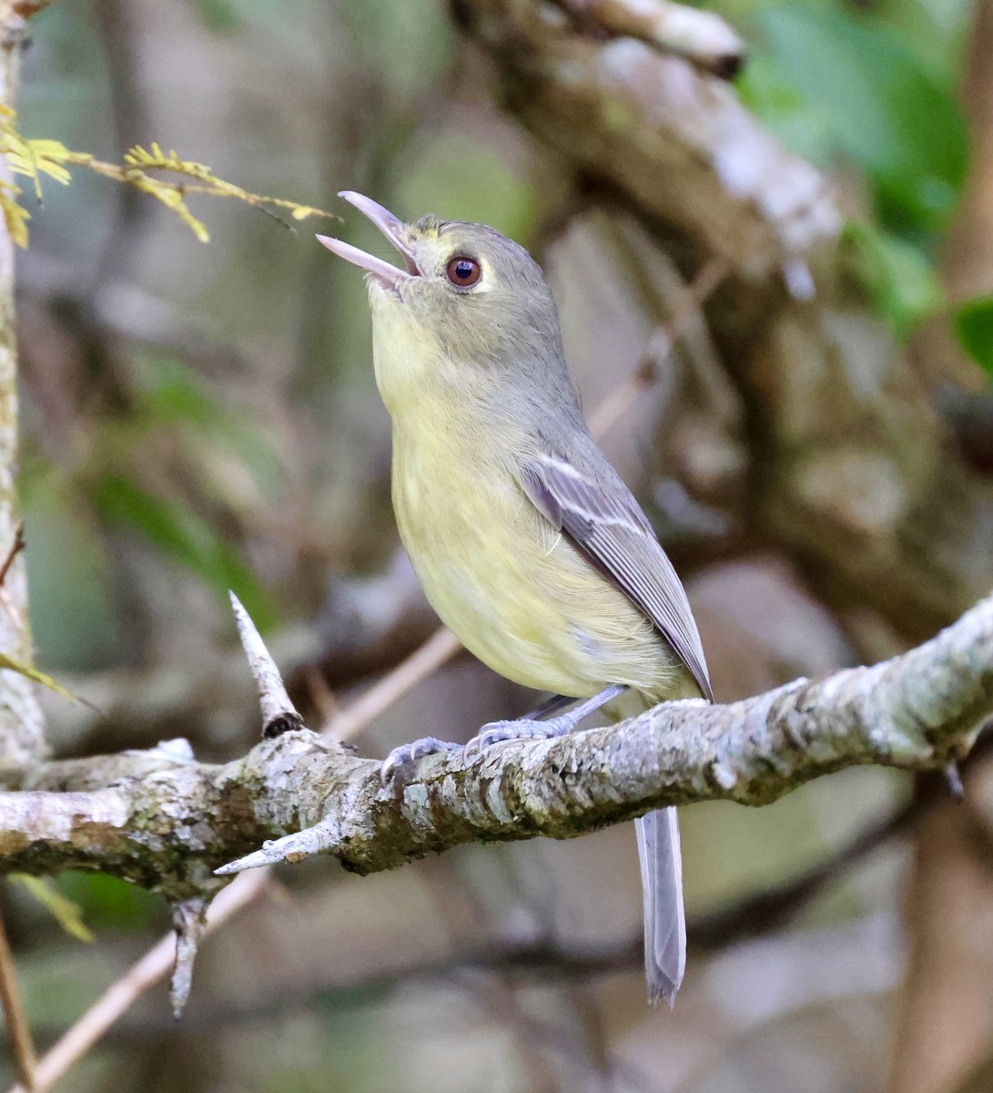 Cuban Vireo - Cheryl Rosenfeld