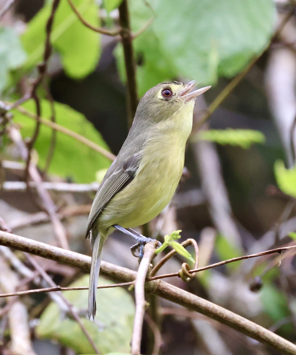 Cuban Vireo - Cheryl Rosenfeld