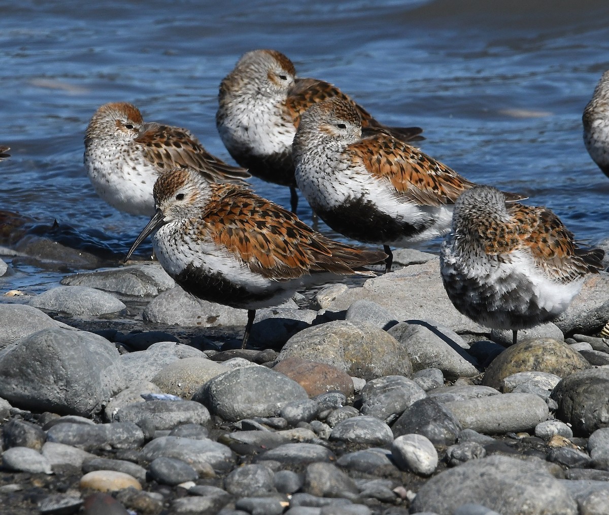 Dunlin - Nick Rothman