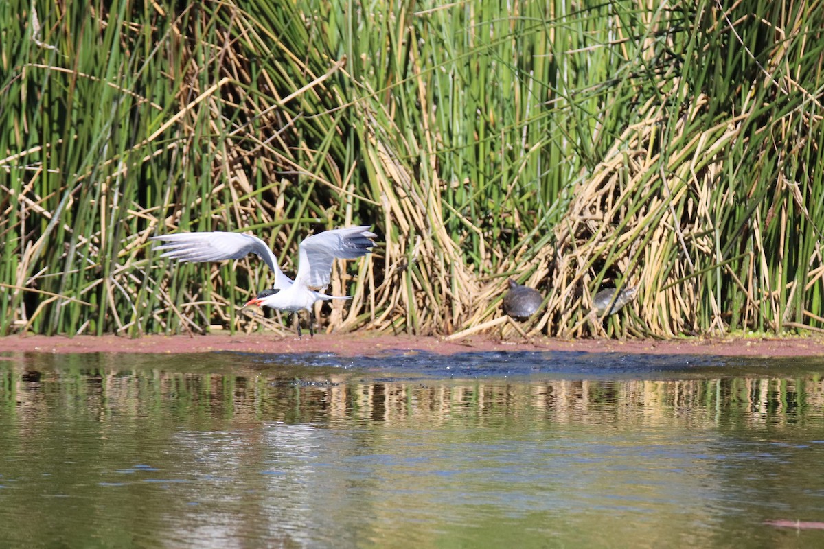 Caspian Tern - ML617119066