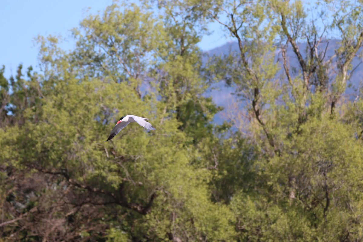 Caspian Tern - Vicky Atkinson