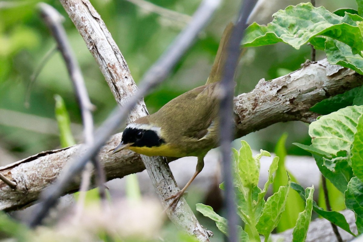 Common Yellowthroat - ML617119079