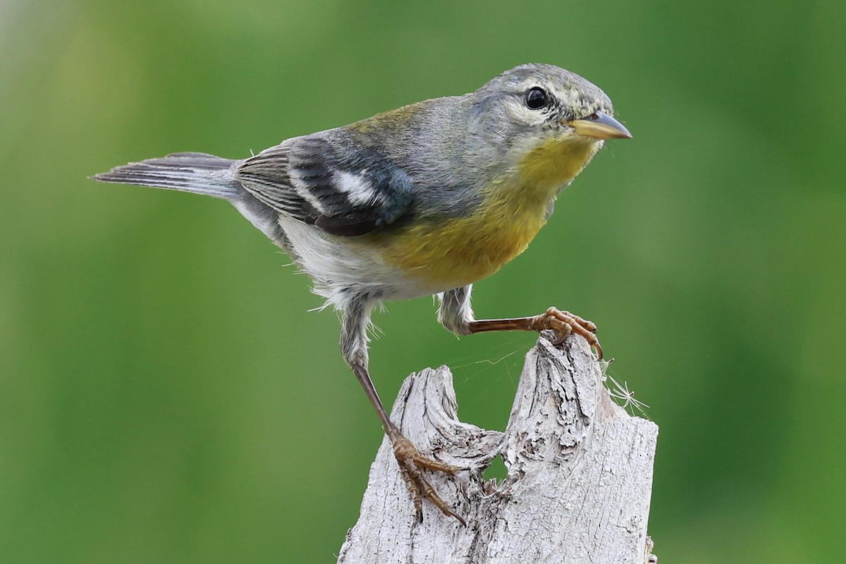 Northern Parula - Jeff Skevington