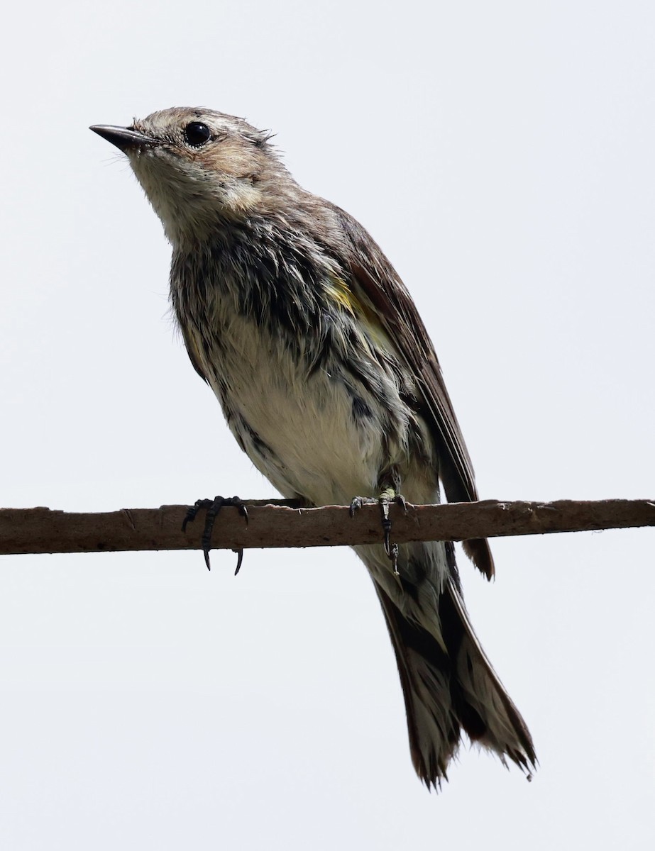 Yellow-rumped Warbler - ML617119100