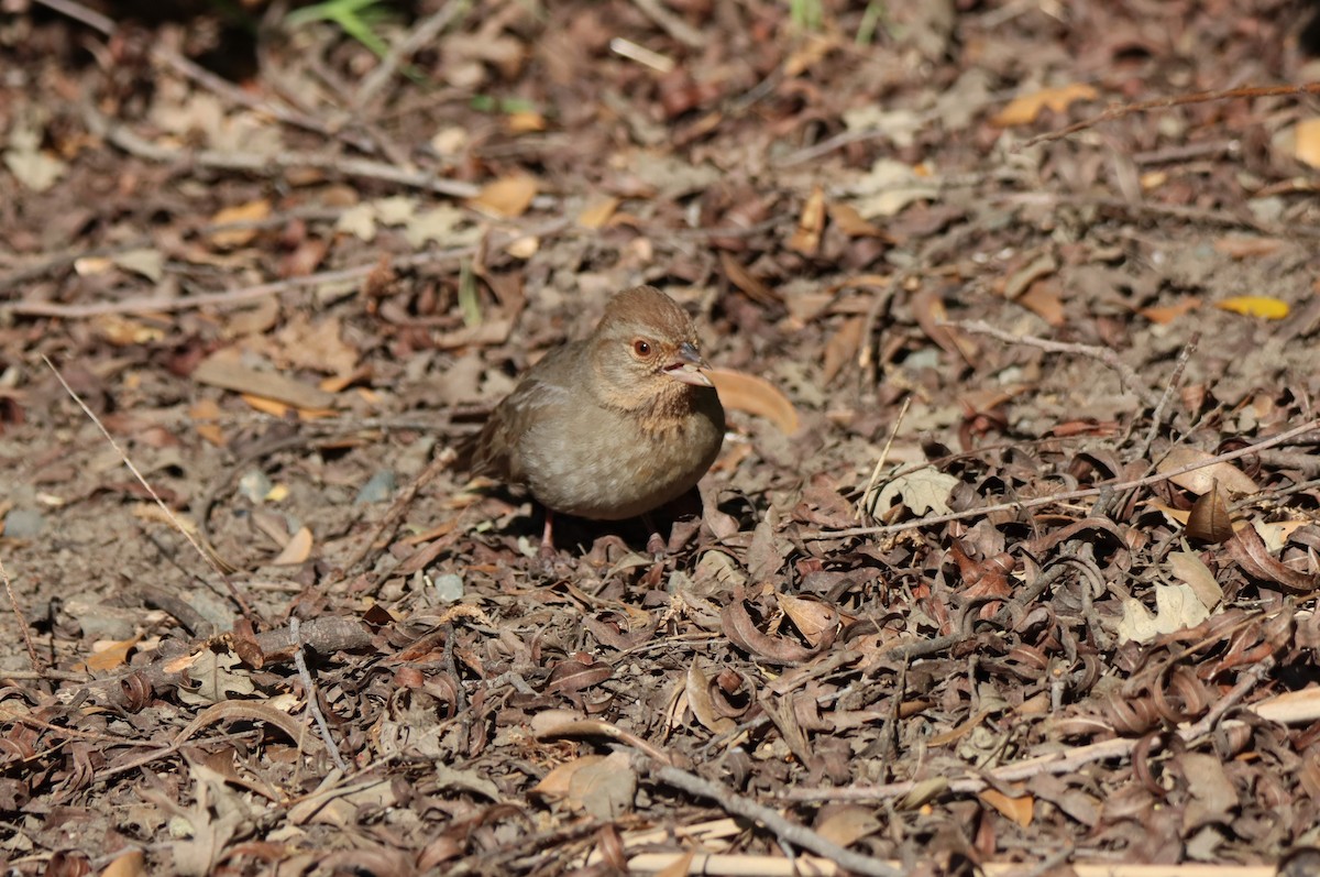 California Towhee - ML617119104