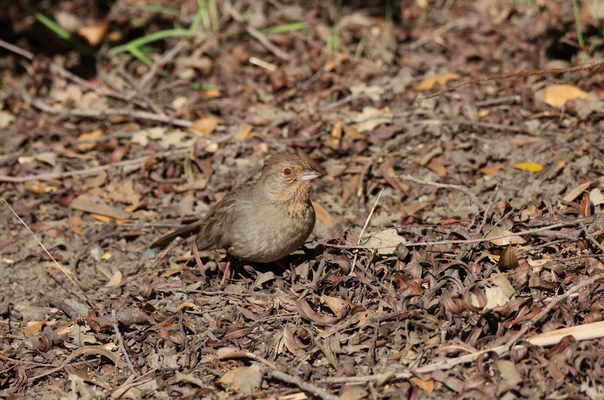 California Towhee - ML617119105