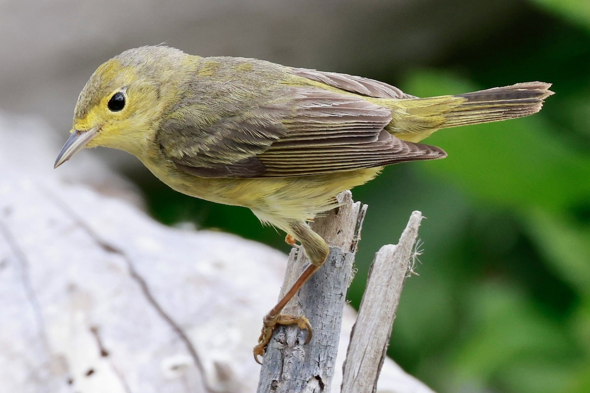 Yellow Warbler - ML617119125