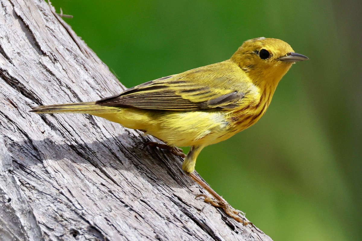 Yellow Warbler - ML617119126