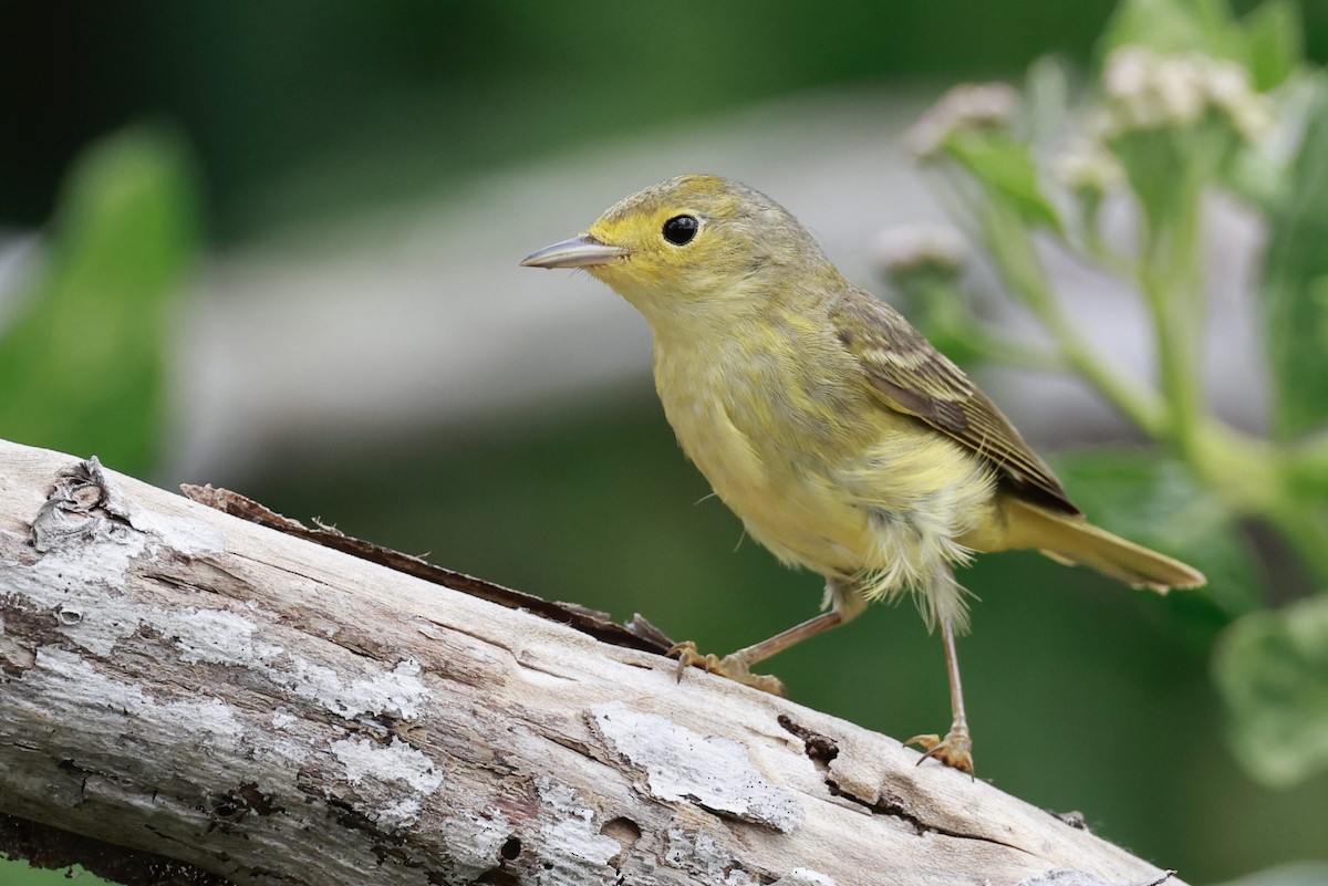 Yellow Warbler - ML617119127