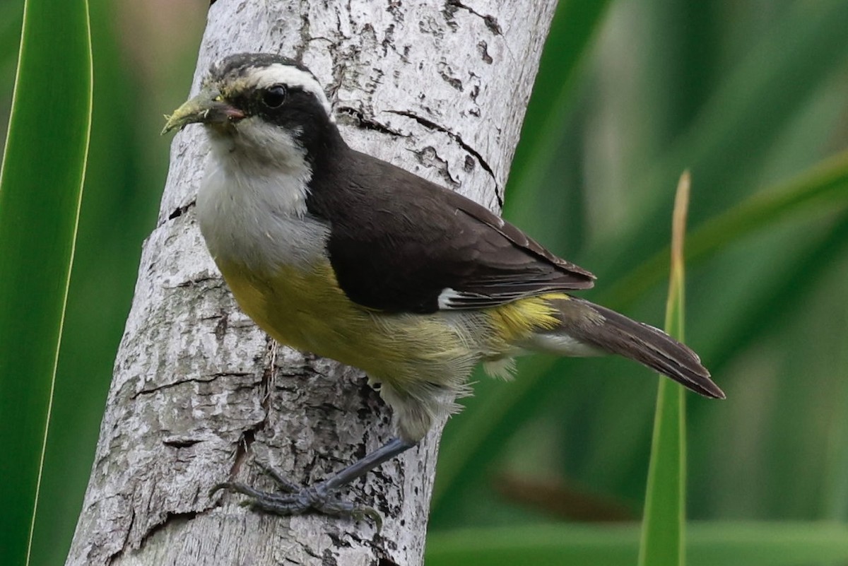 Bananaquit - ML617119243