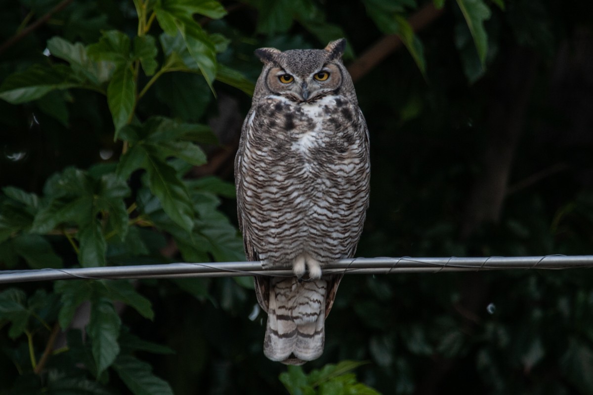 Great Horned Owl - ML617119293