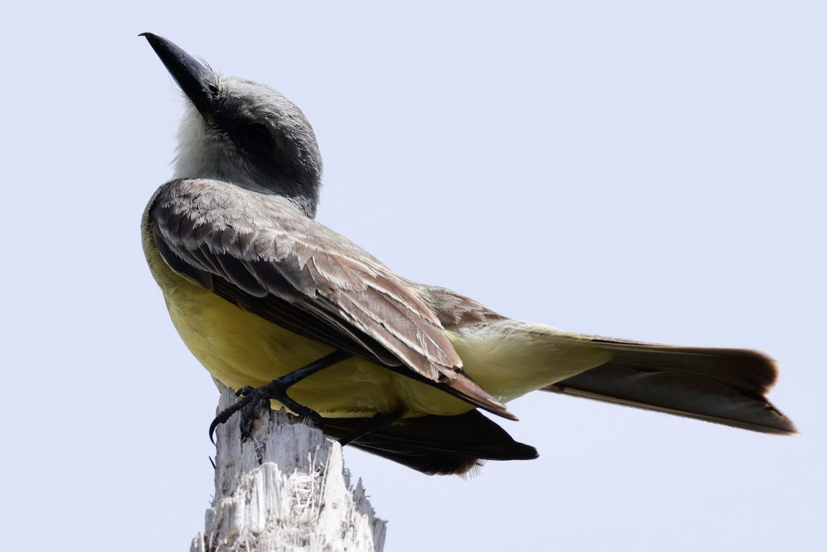 Tropical Kingbird - ML617119329