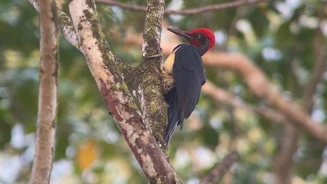 Жовна білочерева - ML617119330