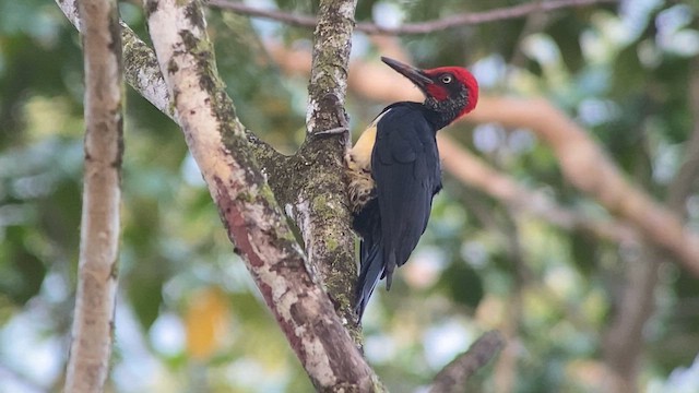 Жовна білочерева - ML617119331