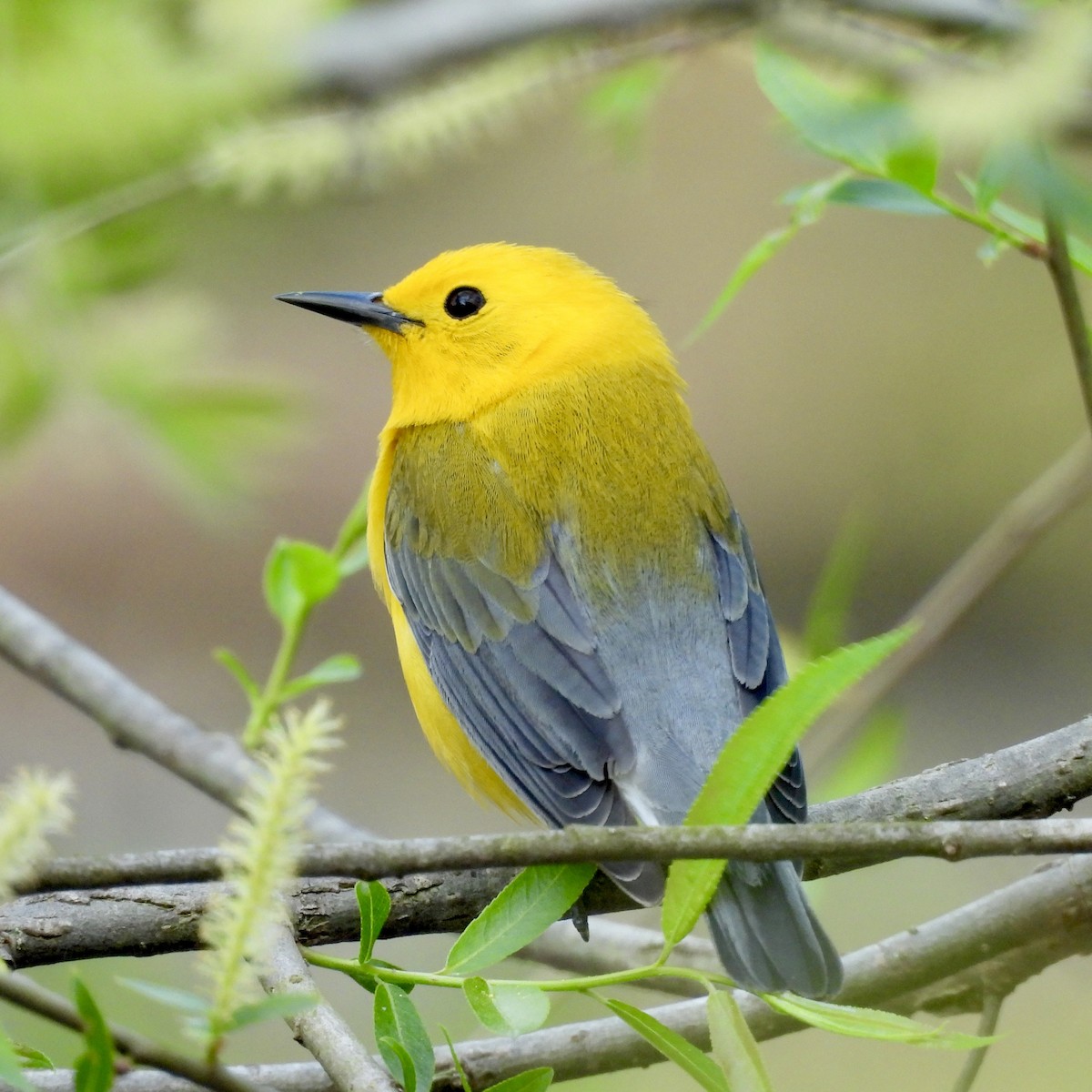 Prothonotary Warbler - ML617119336