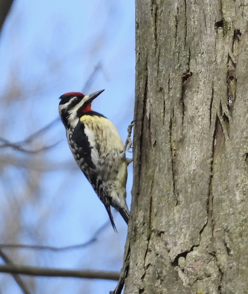 Yellow-bellied Sapsucker - ML617119350