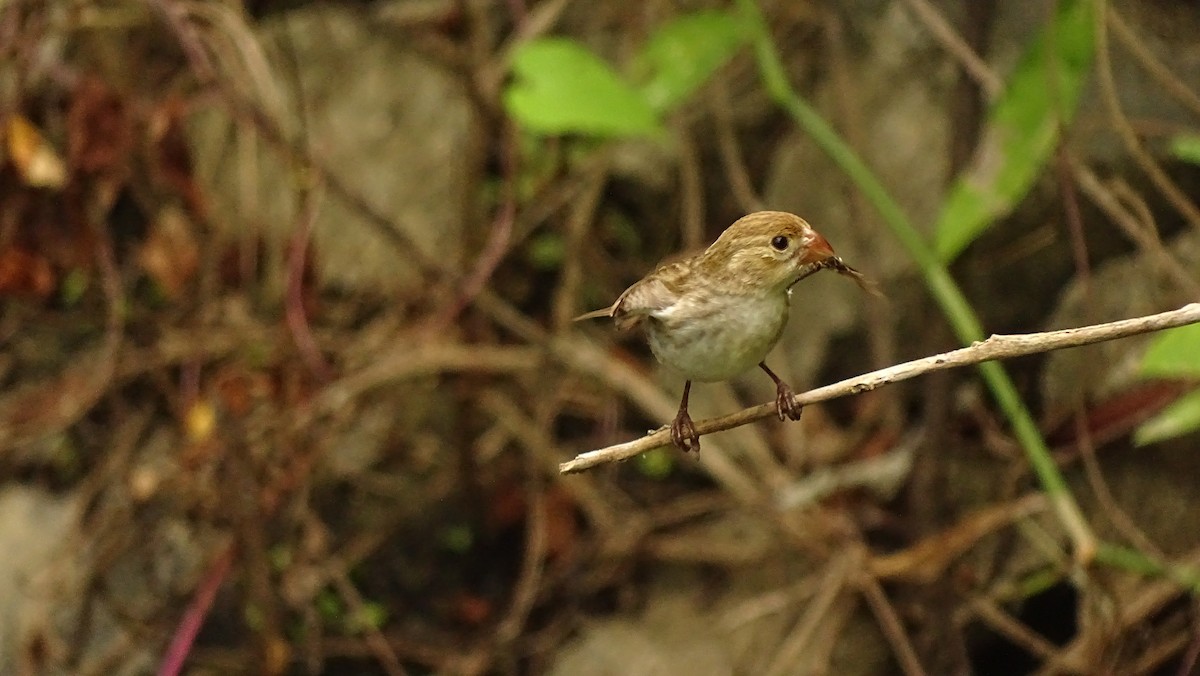 Drab Seedeater - Francisco Sornoza