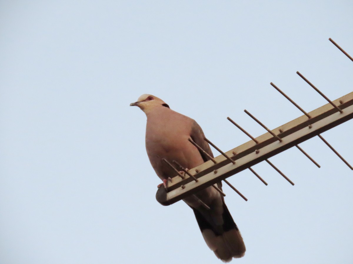 Red-eyed Dove - ML617119369