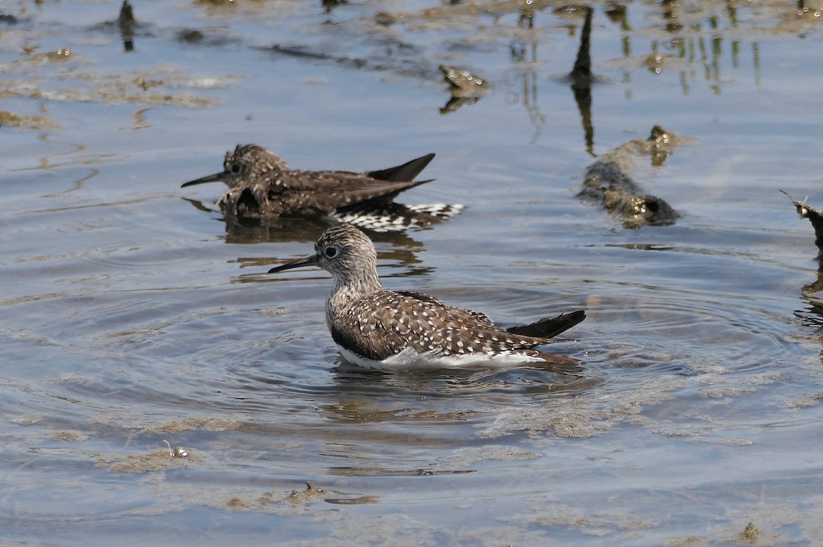 Solitary Sandpiper - Curt Hofer