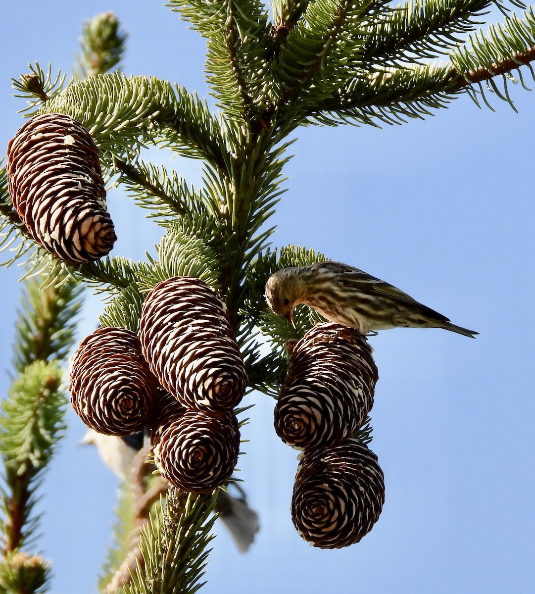 Pine Siskin - ML617119390