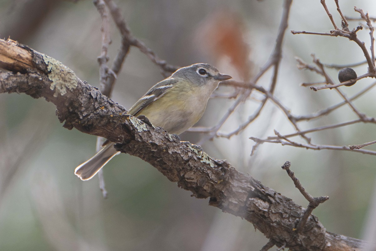 Cassin's Vireo - Susan Elliott