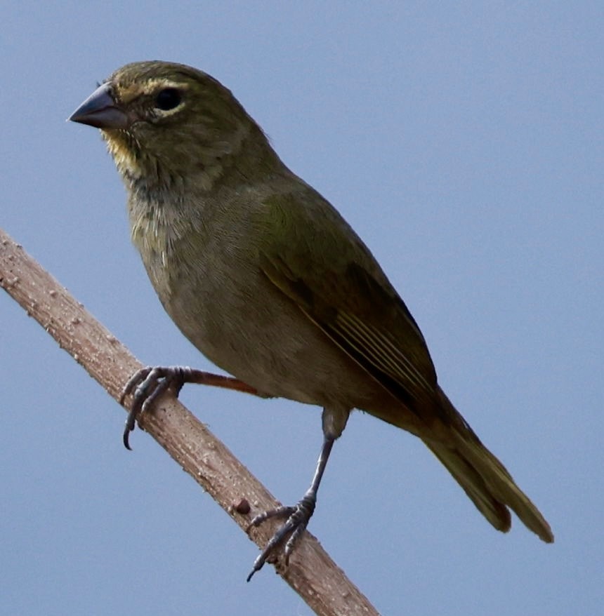 Yellow-faced Grassquit - ML617119413