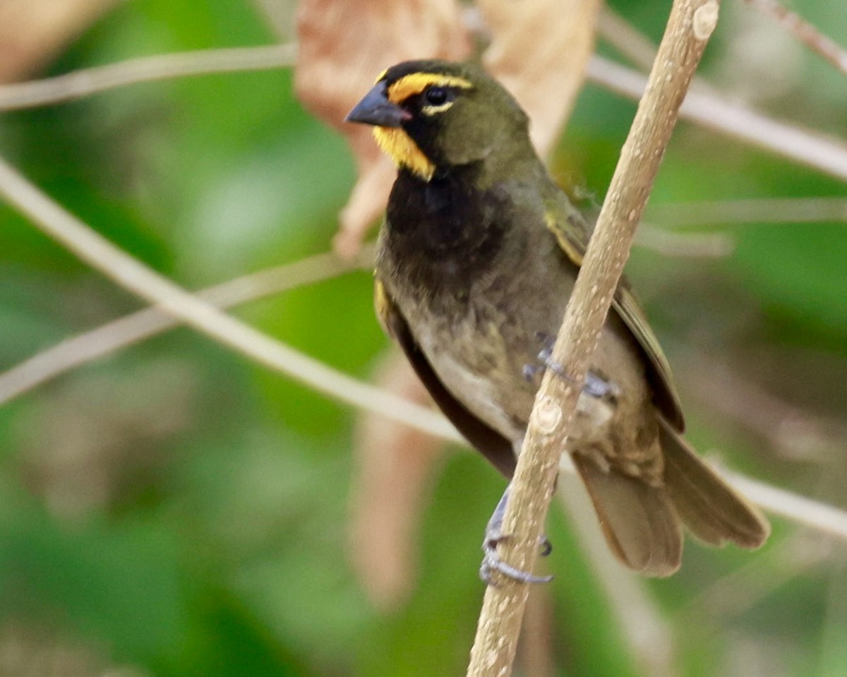 Yellow-faced Grassquit - Jeff Skevington