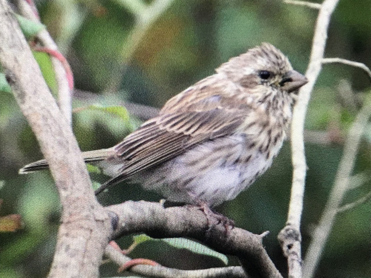 Purple Finch - ML617119416