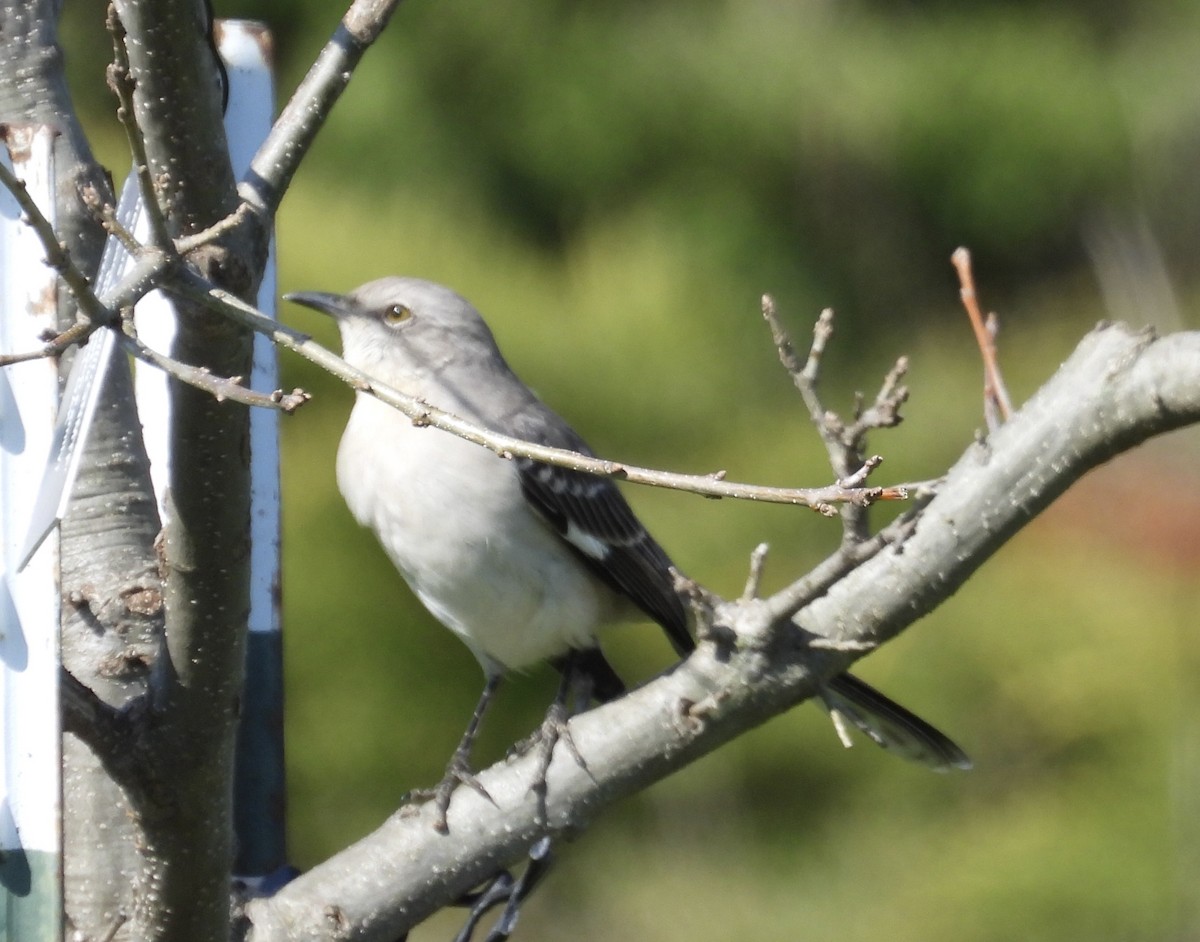 Northern Mockingbird - ML617119422