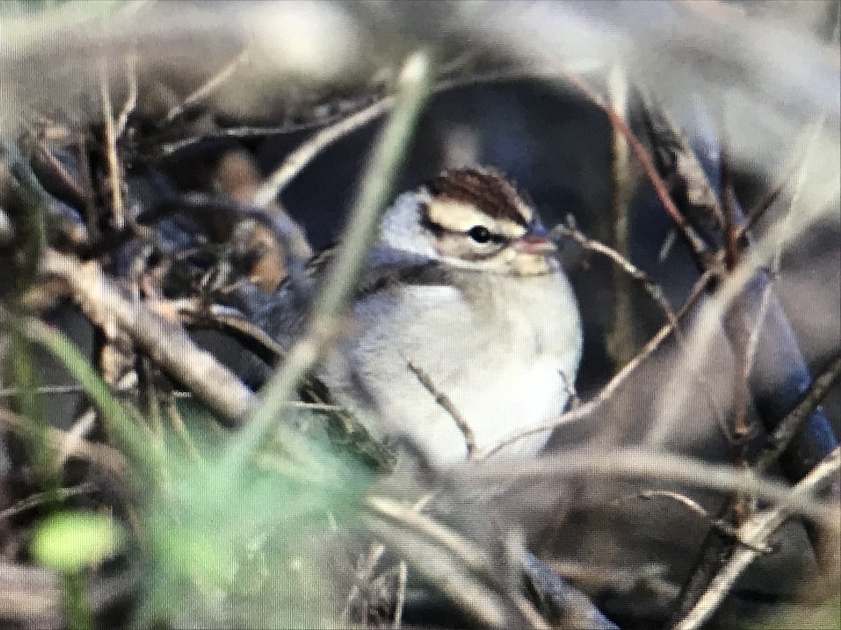 Chipping Sparrow - Jason Horn