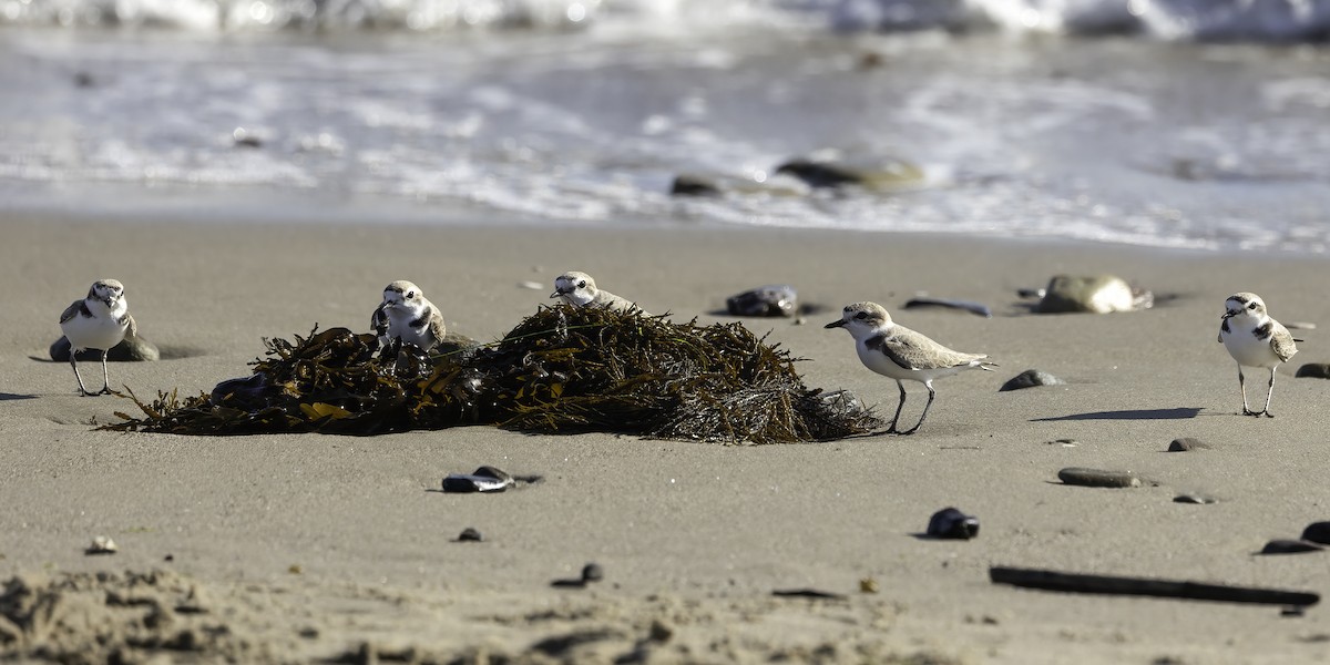 Snowy Plover - ML617119424