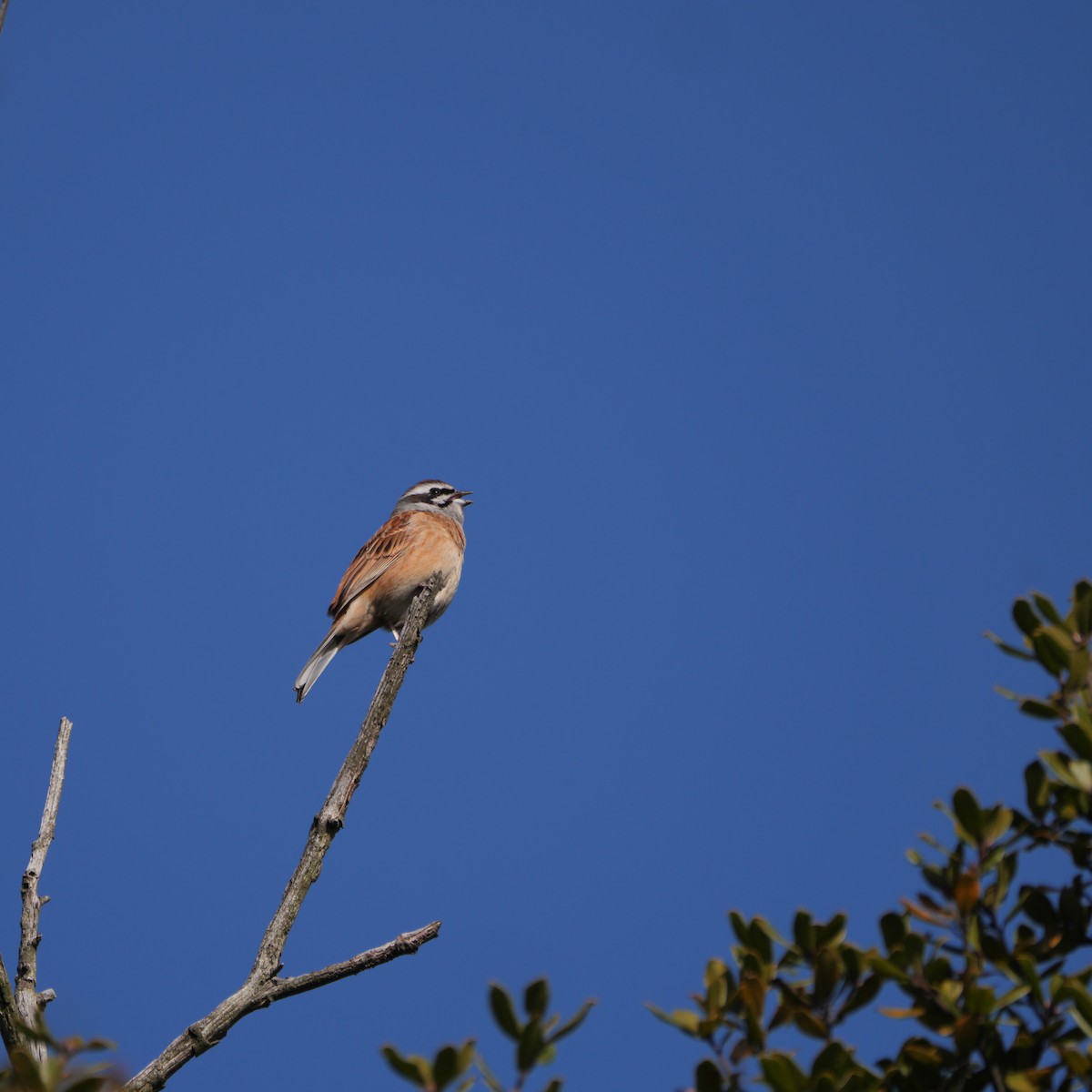 Meadow Bunting - ML617119445