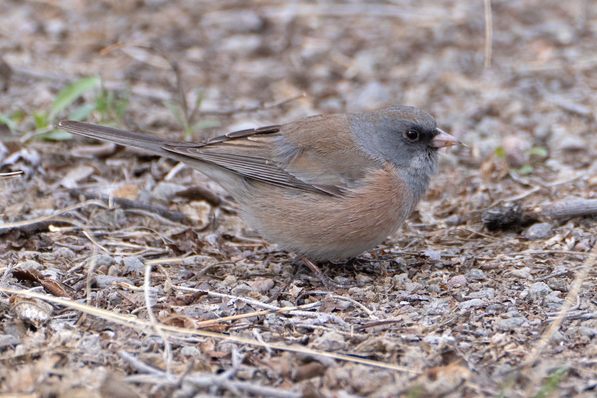 Dark-eyed Junco (Pink-sided) - Susan Elliott