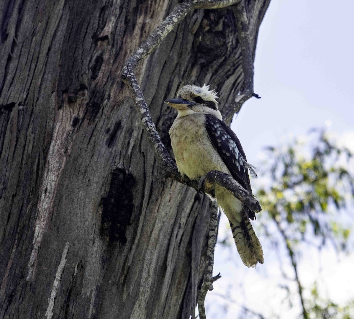 Laughing Kookaburra - ML617119467