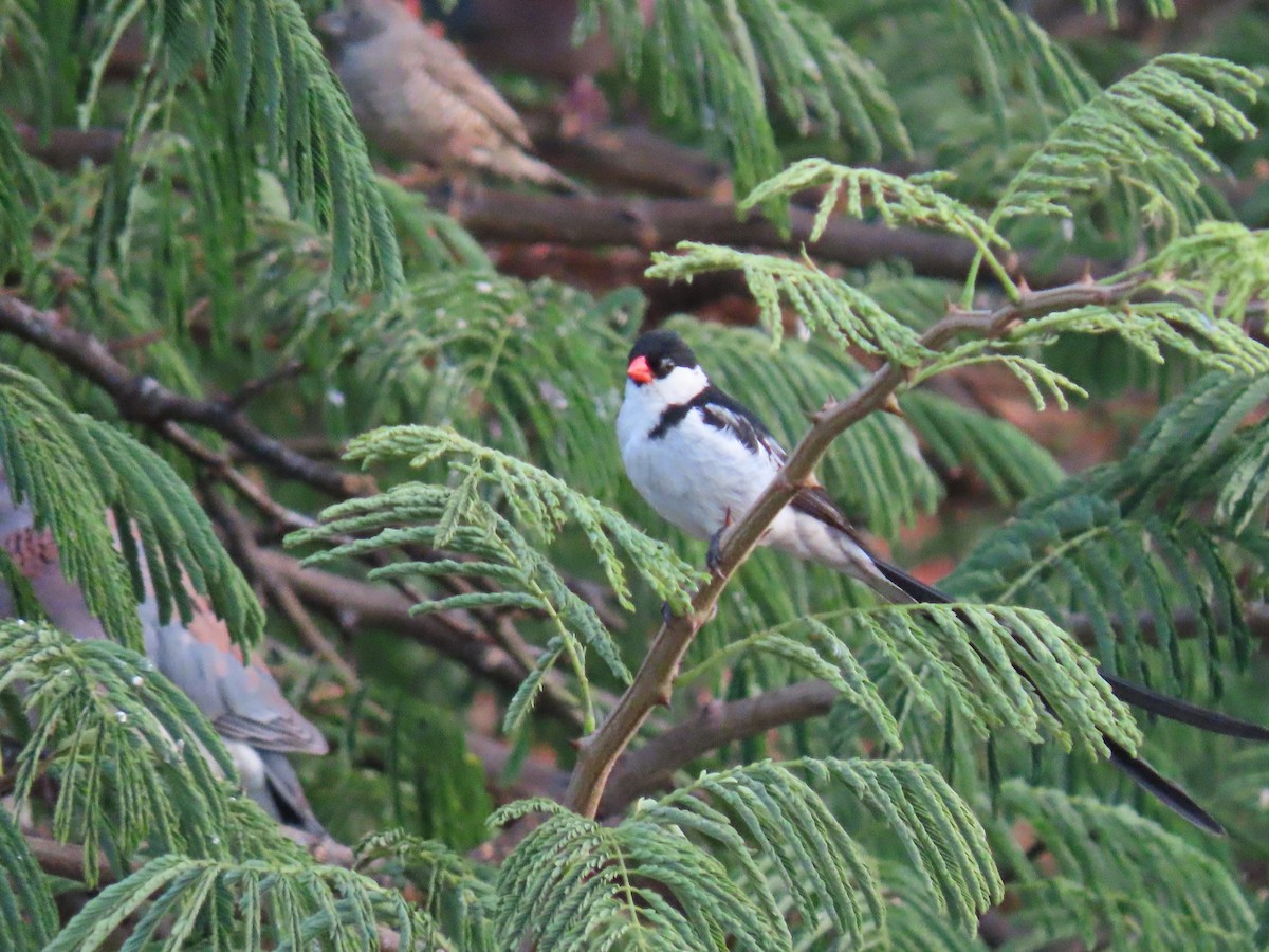 Pin-tailed Whydah - ML617119533