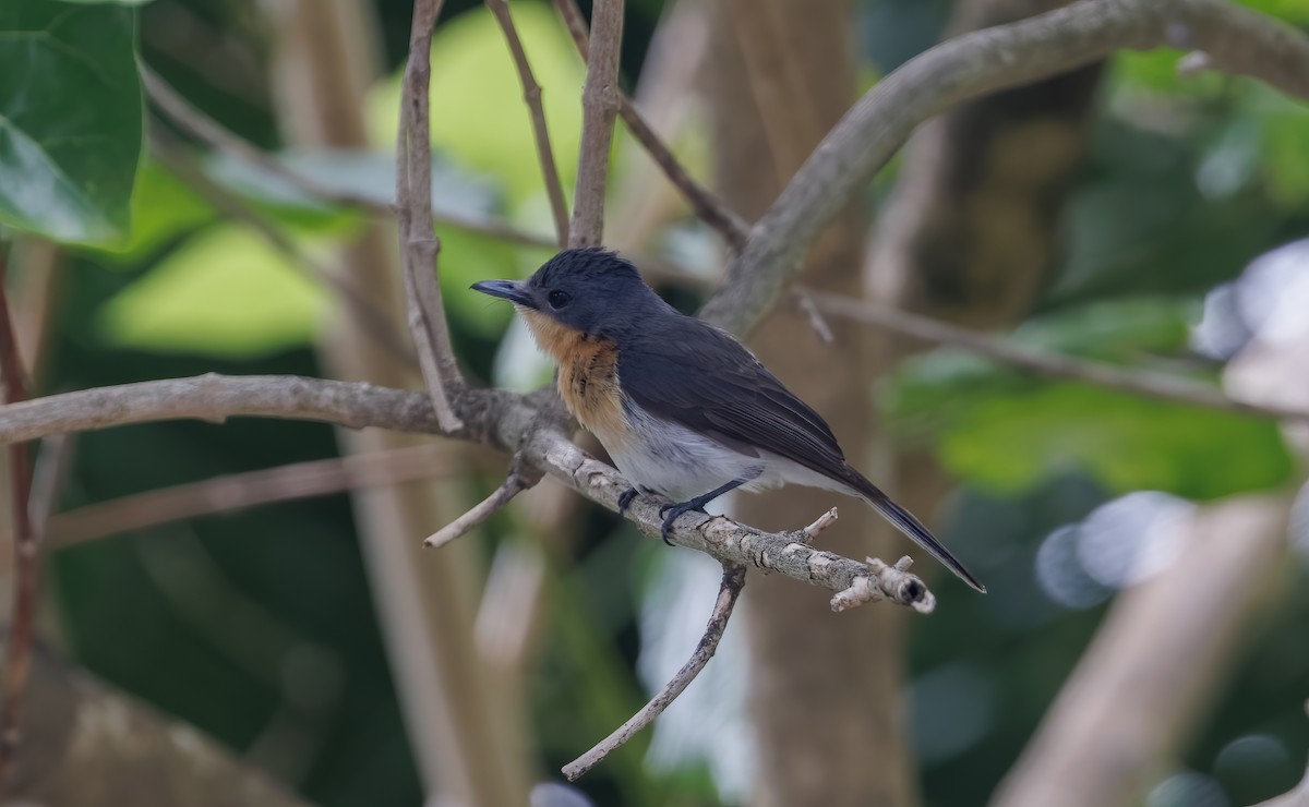 Oceanic Flycatcher - ML617119562