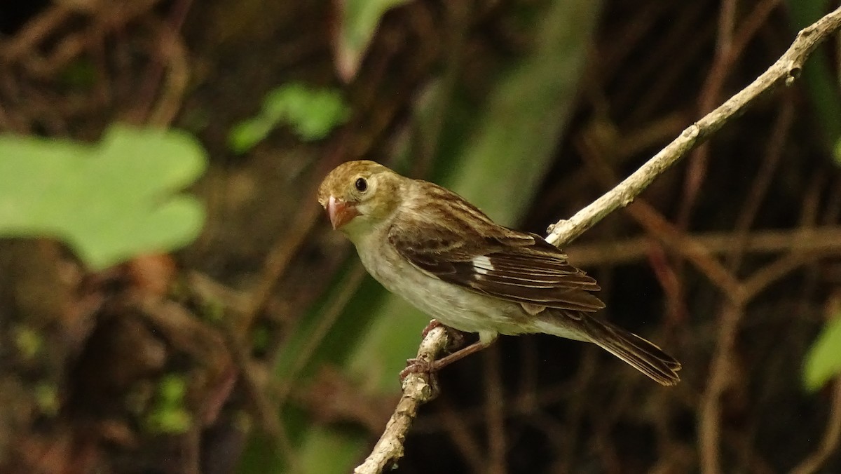 Drab Seedeater - Francisco Sornoza