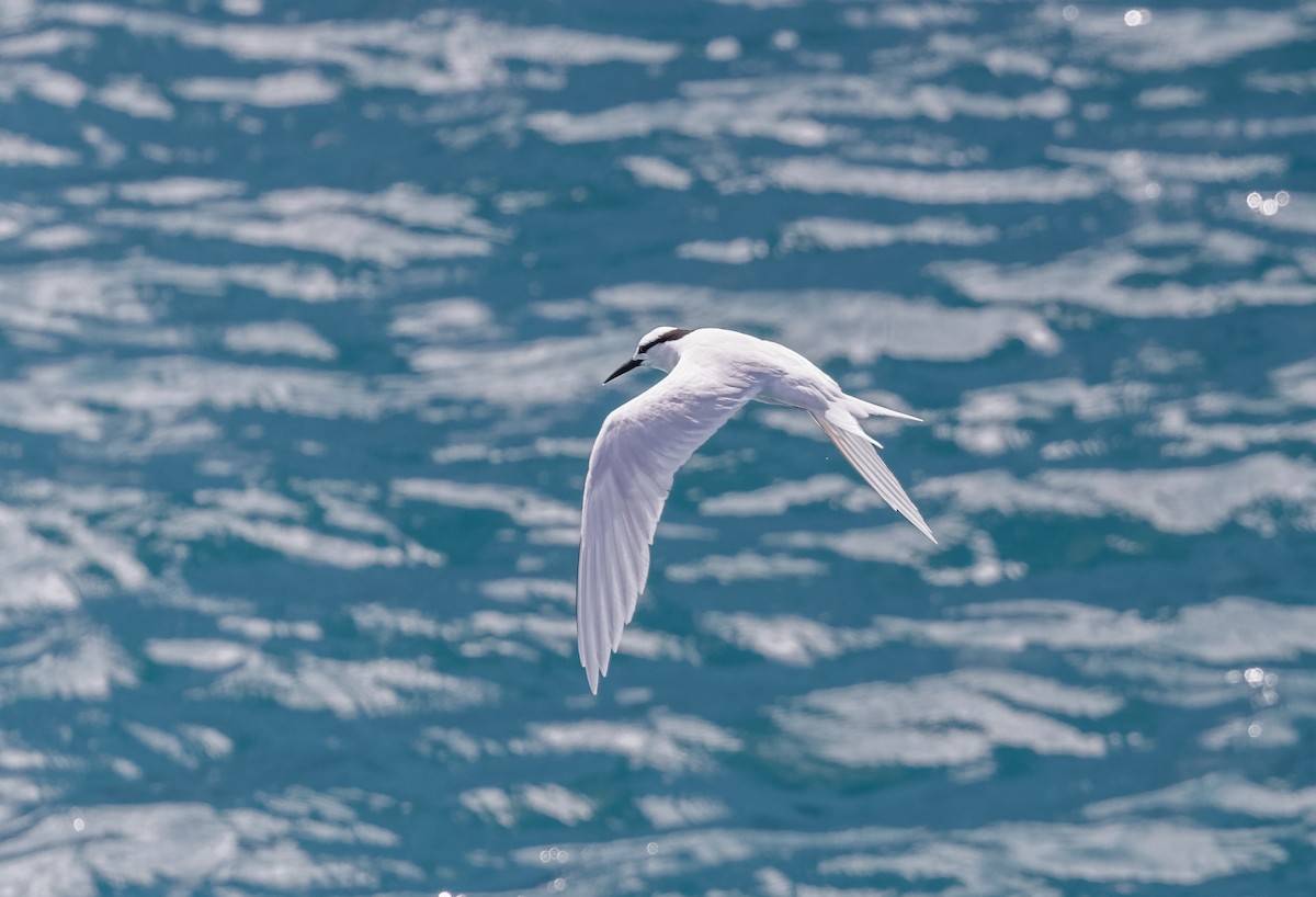 Black-naped Tern - ML617119636