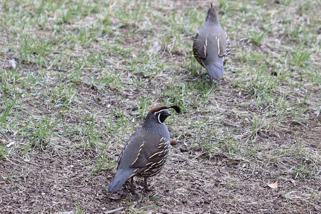 California Quail - ML617119648