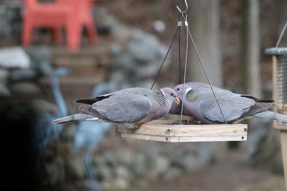 Band-tailed Pigeon - ML617119665