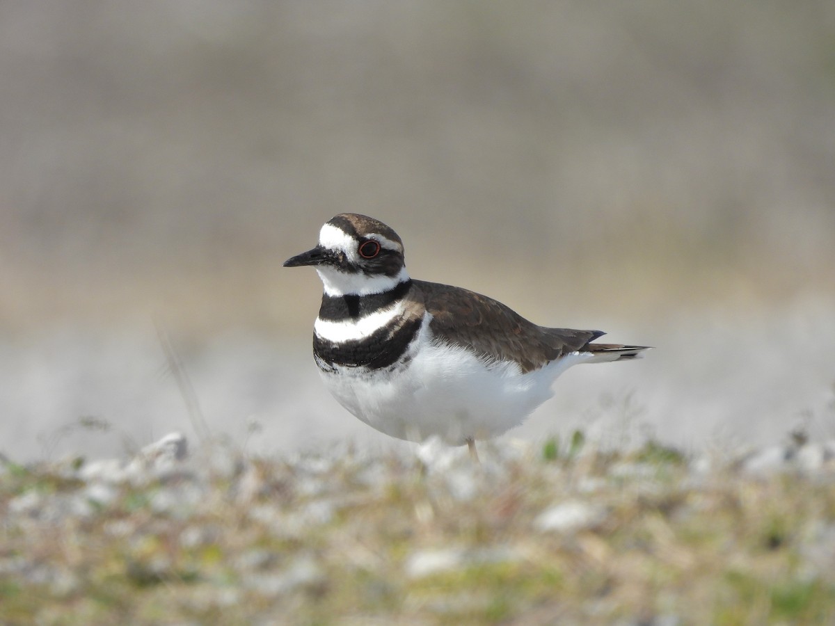 Killdeer - ML617119669