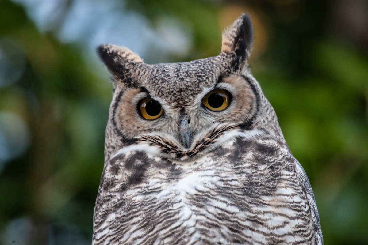 Great Horned Owl - ML617119670